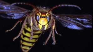 Horshnya skus: co je nebezpečné a jak pomoci oběti